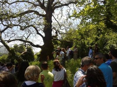 28.5.2014 platania Custom